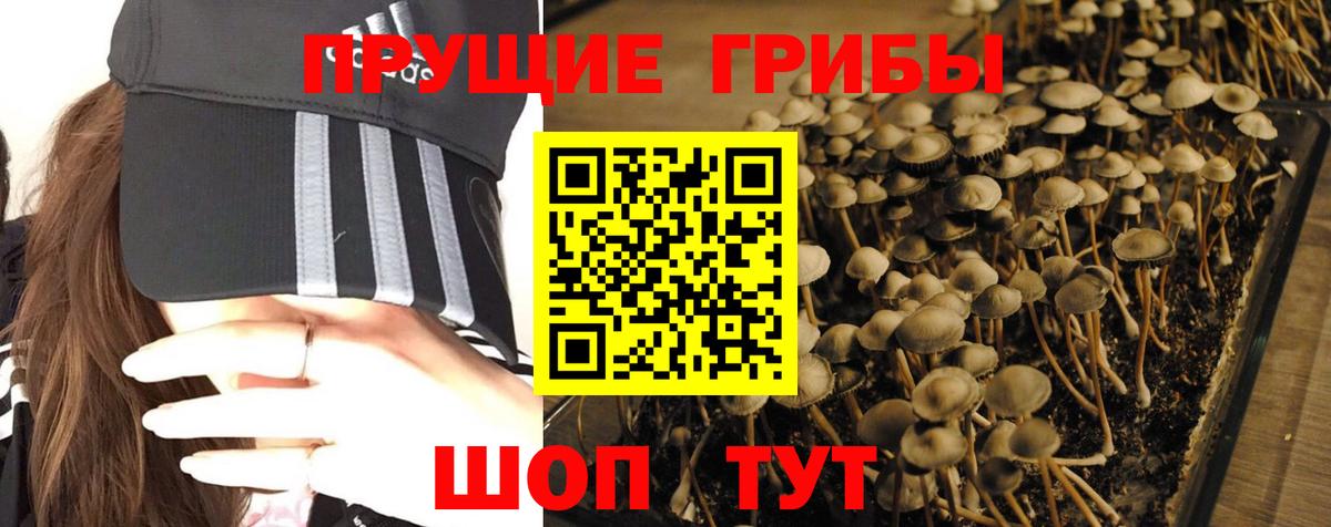 Ковров  Псилоцибиновые грибы MAGIC MUSHROOMS  цены   Вход с VPN  Псилоцибиновые грибы мицелий 